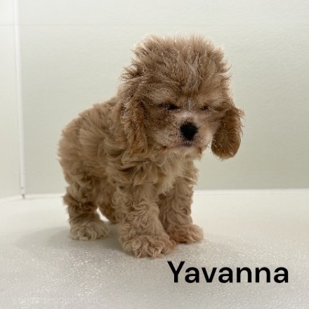 puppy, for, sale, Cocker Spaniel, Joe & Cherri  Overlease, dog, breeder, Miller, MO, dog-breeder, puppy-for-sale, forsale, nearby, find, puppyfind, locator, puppylocator, aca